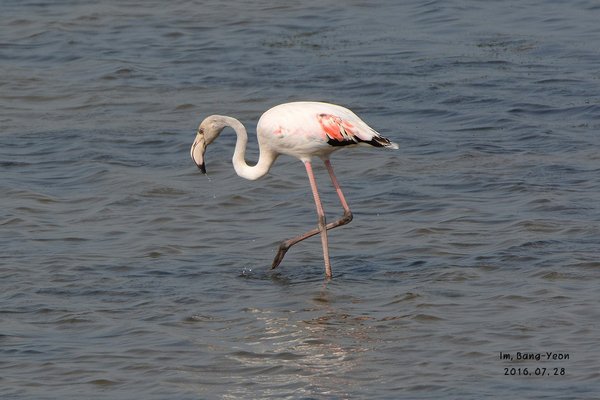 큰홍학(Greater flamingo)